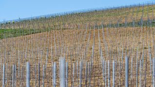 Die gesamte Rebfläche in Deutschland wird kleiner. (Symbolbild)